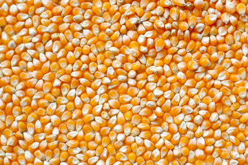 Yellow raw unpopped popcorn kernels