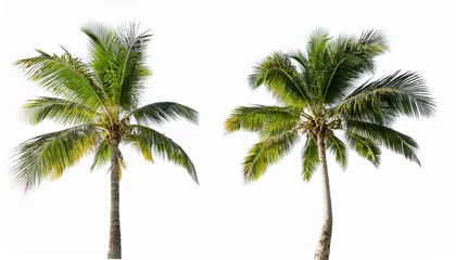 Selbstklebende Fototapeten a coconut tree isolated on transparent and white background © Rigoberto
