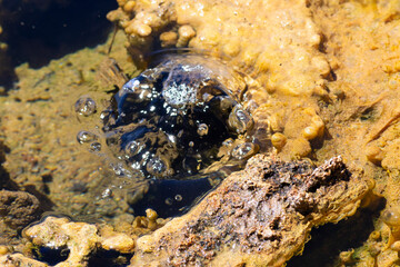 burbuja de agua caliente en laguna altiplánica en desierto de Atacama, al fondo bacterias extremofilas 