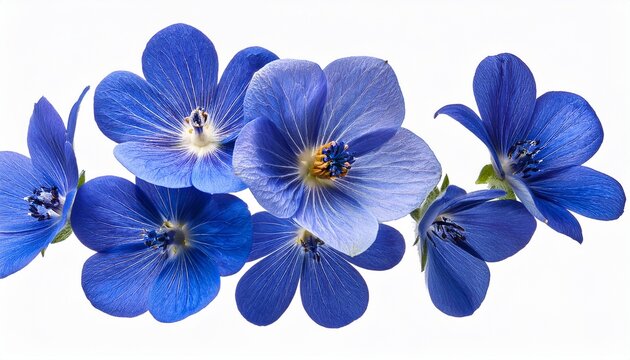 blue flowers cutout isolated on white background