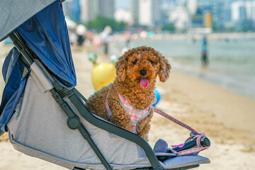 Hot summer day dog in a stroller under umbrella. Summer pet care dog cooling down in a stroller....