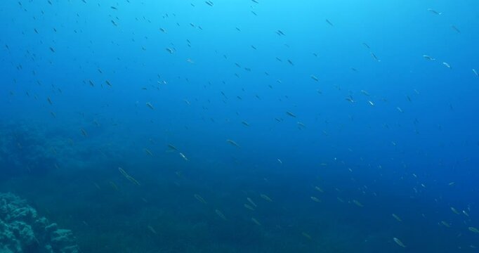 silversides  silverside fish school wavy sea protection ocean scenery behaviour backgrounds Atherina boyeri)