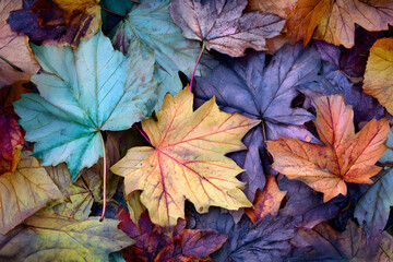 Colorful autumn leaves background. 