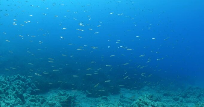 silversides  silverside fish school wavy sea protection ocean scenery behaviour backgrounds Atherina boyeri)