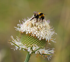 Common Teasel (Dipsacus fullonum) in bloom, late springtime - early summer. Bumble bee - bombus terrestris lusitanicus gathering pollen. Oeiras, Lisbon, Portugal.