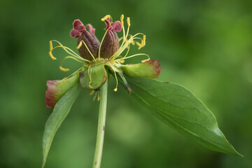The transformation of peony flowers into fruit; macro photo of the fruit in formation (stamen, filament, anther, pollen, carpel, sepal, floral receptacle)