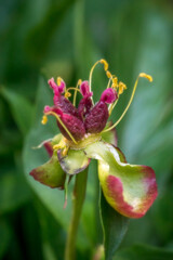 The transformation of peony flowers into fruit; macro photo of the fruit in formation (stamen, filament, anther, pollen, carpel, sepal, floral receptacle)