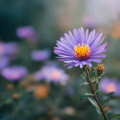 Obraz premium A purple aster flower.