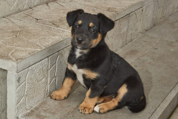 A cute puppy is walking in the yard of the house and frolicking on the lawn. The puppy is six weeks old.