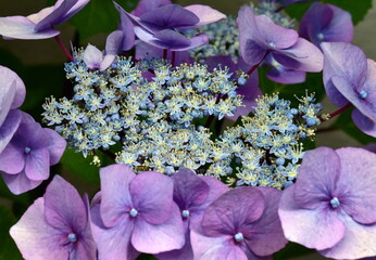 Blüten und Knospen einer Zuckerhortensie