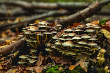 A cluster of mushrooms growing on a log