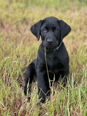Black Labrador Puppy Sitting in Tall Grass with a Blade of Grass in Mouth