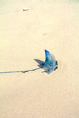 Portuguese Man o' War (Physalia physalis) Stranded on Sandy Beach 