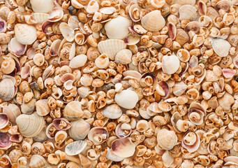 Full frame shot of seashells for background. Natural texture background. Design element. Assortment of seashells.