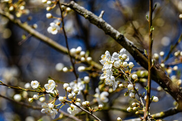 A tree with white flowers is in the foreground
