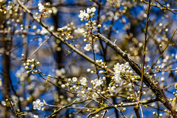 A tree with white flowers is in full bloom