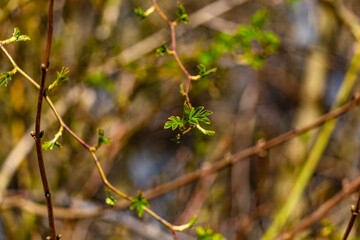 A leafy branch with a green leaf on it
