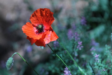 fiore di papavero in primavera