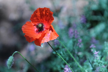 fiore di papavero in primavera