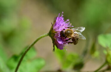 Biene auf einer violetten Witwenblume