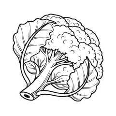 Vector of a hand drawing Cauliflower Line Art- Black and White Botanical Vector Illustration.