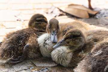 A group of adorable ducklings cuddling together on the lakeside at Lake Garda, Italy. The baby ducks are resting on a warm stone surface, showcasing their fluffy feathers and peaceful demeanor. 