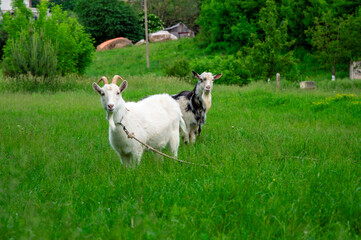 Two goats enjoy the fresh grass in a tranquil countryside setting surrounded by greenery and...