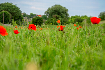 Bright red poppies flourish in a lush green field while a gentle breeze stirs the grass on a tranquil spring afternoon