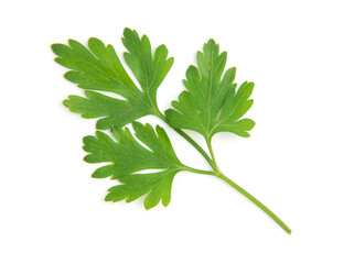 Fresh parsley leaves on white background