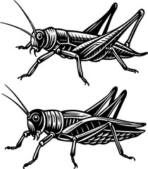 Cute cricket insect cartoon illustration isolated on white background.