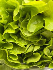 green leaves background