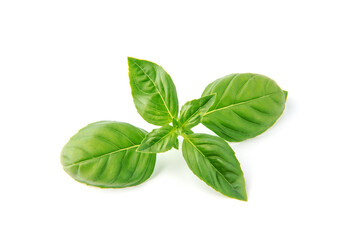 Fresh green basil leaves, isolated on white background.