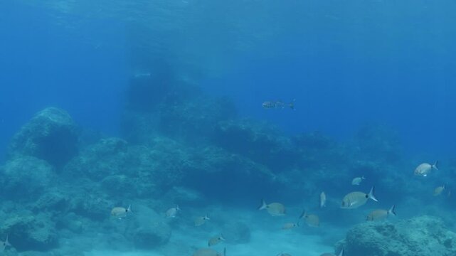 Lagocephalus sceleratus puffer fish  swimming around looking for food mediterranean sea