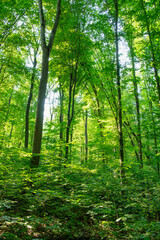 Obraz premium Sunlight in the green forest, spring time