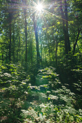 Fototapeta premium Sunlight in the green forest, spring time
