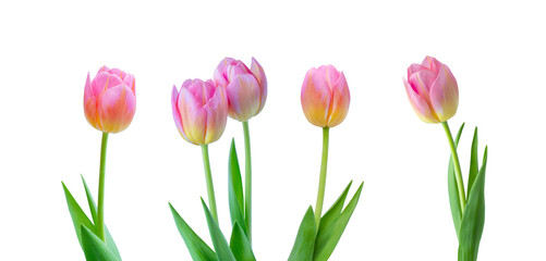 Pink tulips on white background.