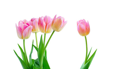 Pink tulips on white background.