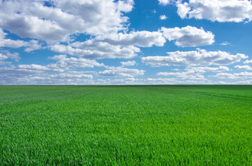 Image of green grass field and bright blue sky