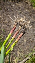 Freshly pulled young garlic plants with roots and soil still attached. Concept of organic harvest,...
