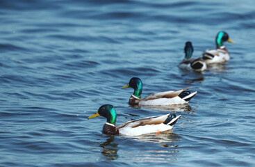 Fototapeta premium A beautiful duck is swimming in the river