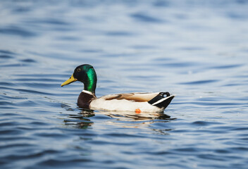 Obraz premium A beautiful duck is swimming in the river