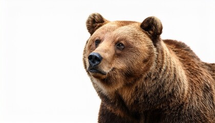 Fototapeta premium brown bear isolated on white background