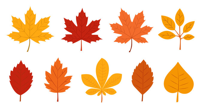 Colorful autumn leaves in various shapes and hues displayed against a clean background, capturing the essence of fall in nature