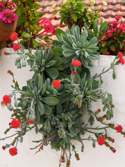 Sukkulenten - Blumenschmuck an der Hausmauer