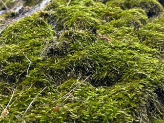 Lush green moss covering the textured surface of the bark in natural daylight