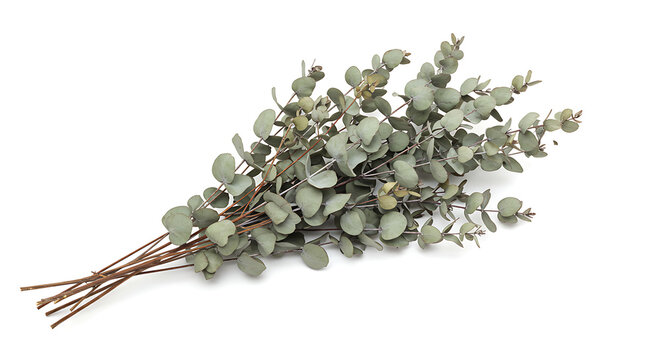 Bundle of dried eucalyptus branches, isolated on white — neutral and modern botanical elements for wellness and spa visuals