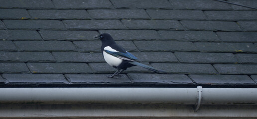 Magpie Bird Standing On Rooftop Tile In Urban Area With Dark Weather Cloud Background
