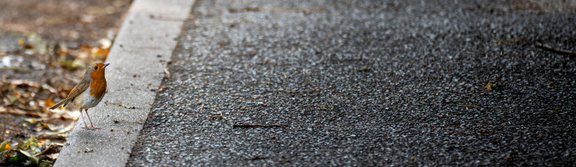European Robin Standing On Edge Of Pavement In Autumn City Park With Leaf And Natural Background