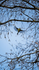 Flying yellow bird between tree branches with wide spread wings in midair against clear sky
