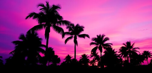 Silhouetted palm trees against a vibrant violet and pink sunset ,  violet,  card